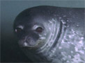 weddell seal images